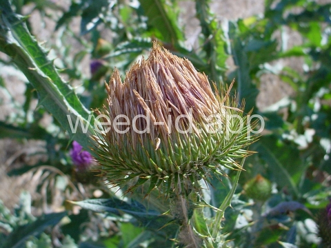 thistle, Scotch